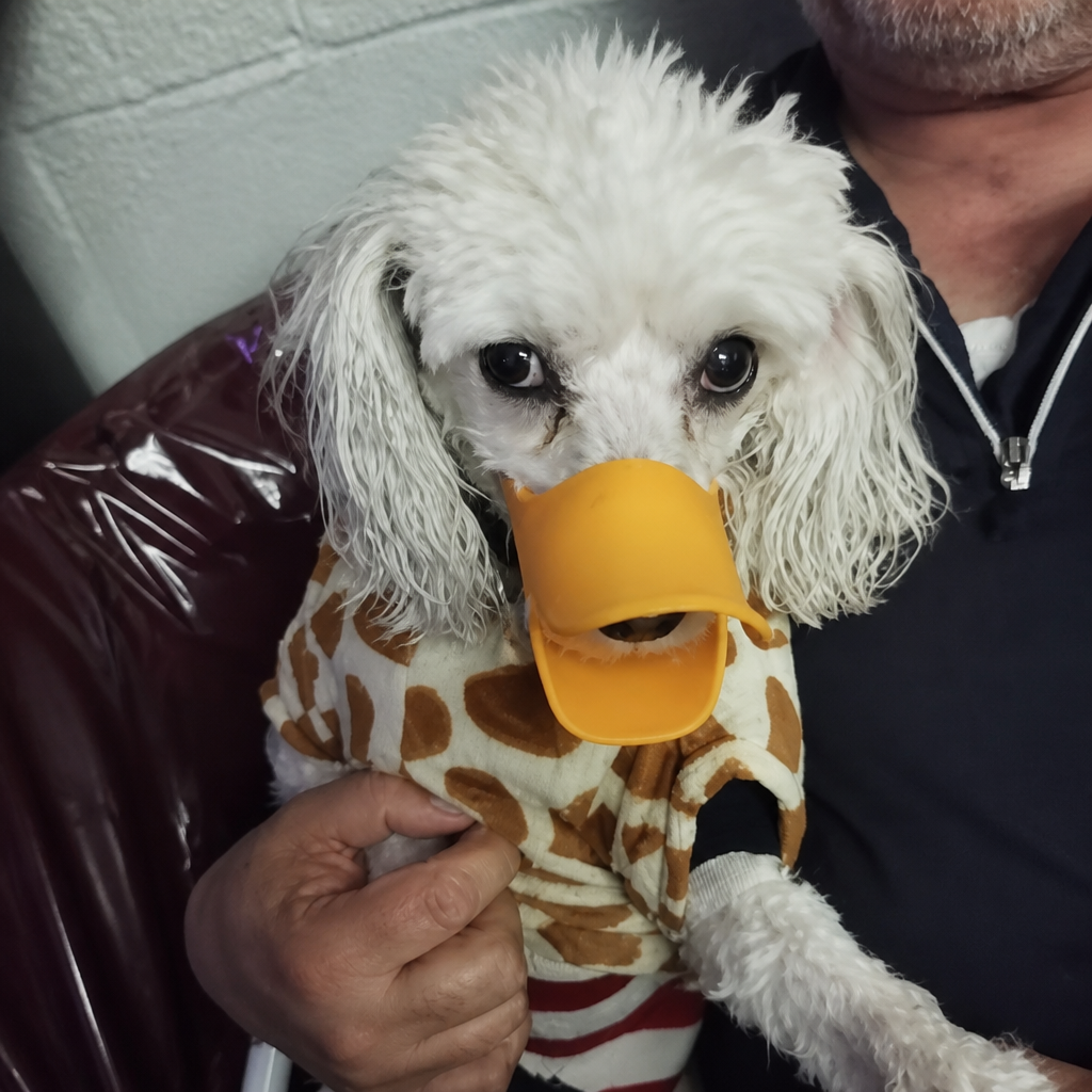 DuckSilent