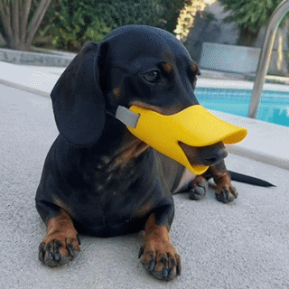 DuckSilent